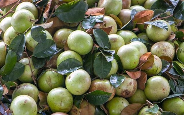 Rộn ràng vú sữa Lò Rèn, nhà vườn "bỏ túi" hàng trăm triệu đồng