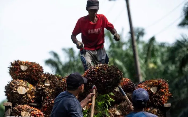 Dầu cọ thắng thế trong thỏa thuận Mỹ - Indonesia