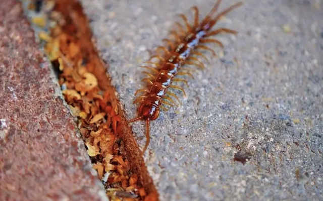 Rết rất thích ngôi nhà nào có 3 đặc điểm này: Tiếc là nhiều gia chủ Việt mắc