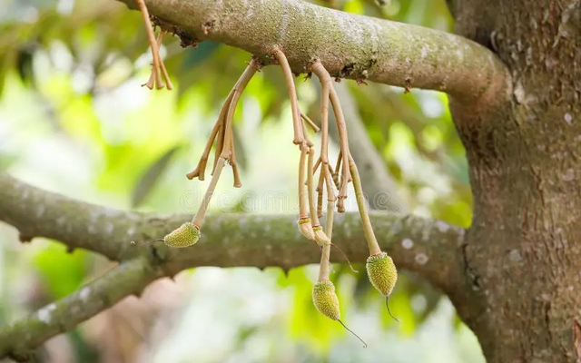 Loại quả kén người ăn giúp Việt Nam thu 4 tỷ USD trong năm 2025