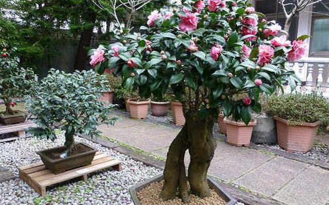 Loài cây quý như vàng, hoa nở đẹp chấn động thị giác: Nhà giàu mê vì giúp tụ lộc, giữ vượng khí