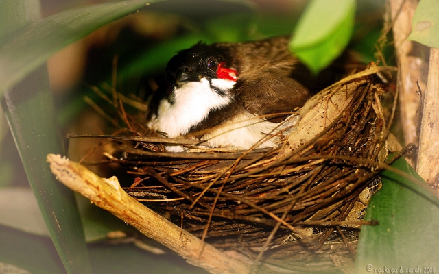 Loài chim “hút tài lộc”: Xuất hiện dày đặc ở Việt Nam vì lý do không ngờ