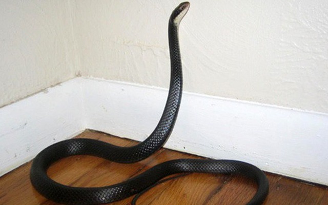 6 loài vật báo điềm xui, đi tới đâu đen tới đó: Gia chủ cần cẩn thận