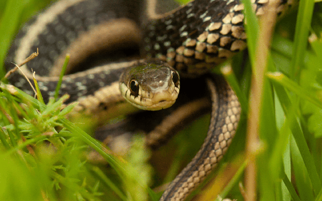 11 loại cây đuổi rắn tốt nhất: Loại cuối cùng quá chuẩn, rắn độc cũng phải sợ