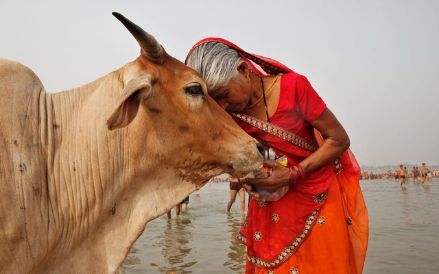 Ấn Độ nuôi hơn 500 triệu con bò nhưng không ăn thịt, mà biến chất thải của chúng thành mỏ vàng tỷ đô