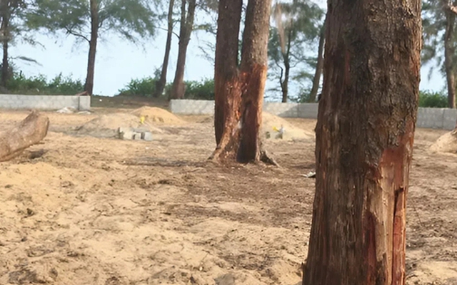 Ai đang “bức tử” rừng phi lao ven biển Quảng Trị?