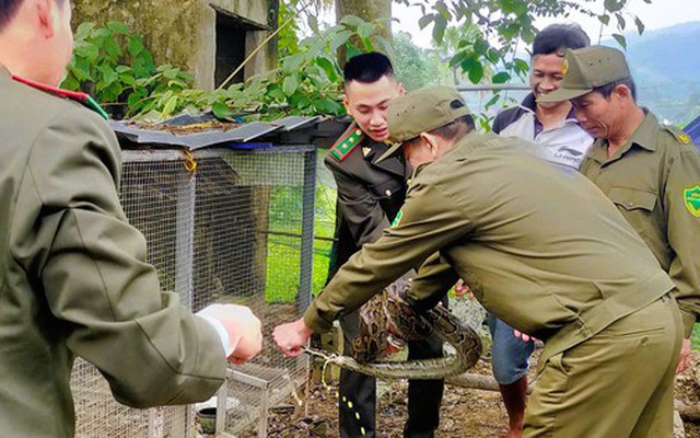 Thấy 2 con vật trong sách đỏ đi lạc vào vườn nhà, bắt giao lại công an