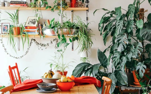 Cây xanh có thực sự giúp lọc không khí trong nhà? Dưới đây là tất cả những gì bạn cần biết