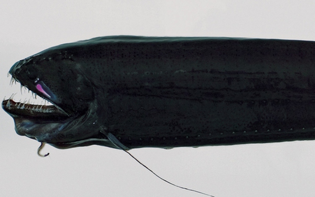 Loài thủy quái đáng sợ nhất hành tinh