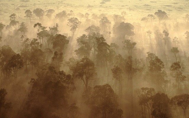 Rừng châu Phi chính thức đảo ngược: Từ lá phổi xanh thành nguồn phát thải carbon