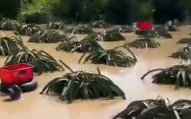 CLIP: Nông dân bám vào ruột xe tải bơi vào vườn thanh long để thu hoạch chạy lũ