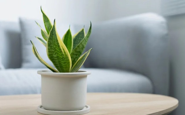 7 loại cây có khả năng hút khí độc, lọc sạch 85% không khí trong 24h, nên trồng ngay trong những ngày ô nhiễm nặng