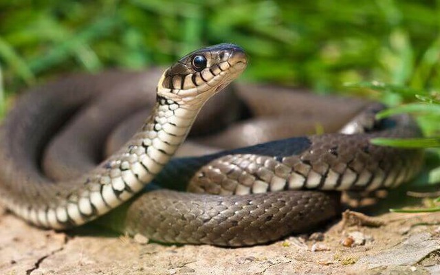 5 cây dụ rắn vào nhà, ai đang trồng thì CẢNH GIÁC