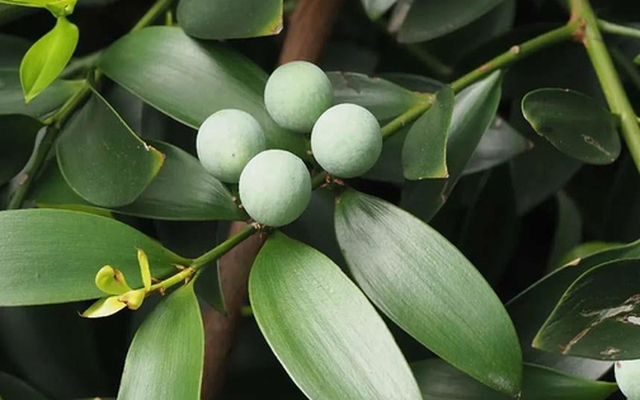 Loại cây “giữ tiền", mang lại bình an: Nhiều nhà trồng mà không biết nó có tác dụng giải độc