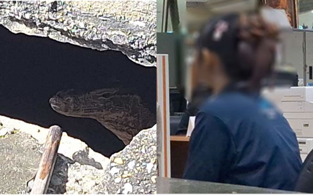 Rúng động Thái Lan: Phát hiện thi thể bé gái sơ sinh bị kỳ đà cắn, lời khai của mẹ 19 tuổi khiến ai nghe cũng lạnh gáy