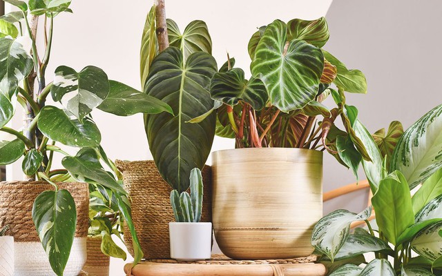 9 loại cây tuyệt đối không nên trồng trong nhà có trẻ nhỏ