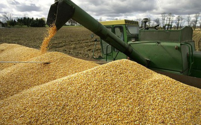 Trung Quốc, Campuchia đua nhau săn 'mỏ vàng' mới nổi của Việt Nam: là cứu tinh cho chăn nuôi, nước ta đứng thứ 8 thế giới về sản lượng