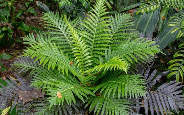 Lần đầu phát hiện dương xỉ có khả năng “tinh luyện” đất hiếm