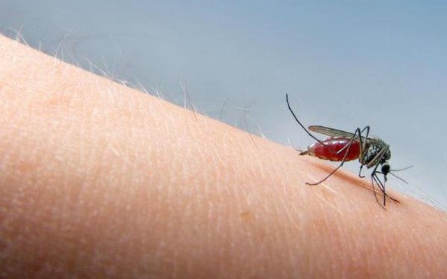 Muỗi chọn “nạn nhân” như thế nào? Lý do khiến một số người bị đốt nhiều hơn hẳn người khác