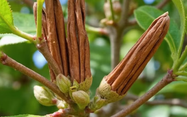 Hàng nghìn tấn hàng từ Indonesia vừa đổ bộ giúp Việt Nam thống lĩnh ‘mỏ vàng’ triệu đô của thế giới: Chiếm 72% nguồn cung, là cây từ thân đến lá đều mài ra tiền