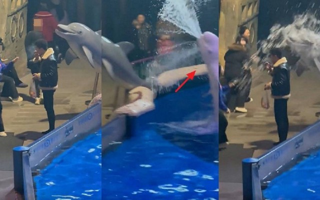 Ngang ngược hút thuốc lá ở thủy cung, người đàn ông bị cá voi cho một bài học