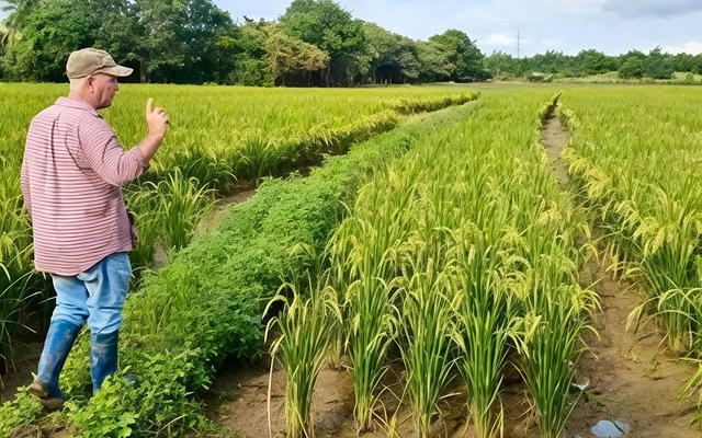 Giống lúa Việt Nam "gây sốt" khi được Cuba trồng đại trà: Nông dân thu hoạch xong phải… ngỡ ngàng