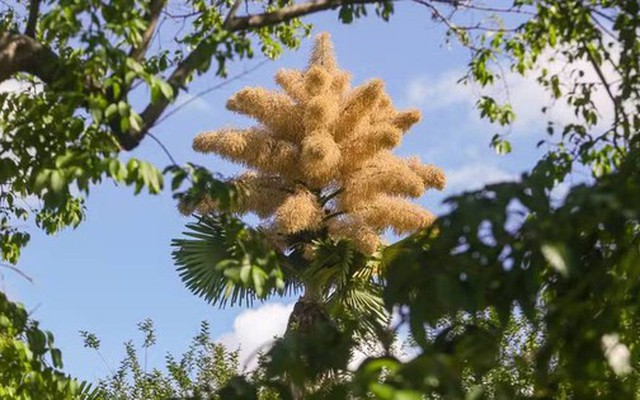 Loài cây hiếm bậc nhất hành tinh nở ra 25 triệu bông hoa 1 lần duy nhất sau 70 năm, cả thế giới ngước nhìn choáng ngợp