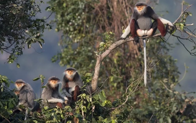 Bảo tồn 'kho báu xanh' của Việt Nam