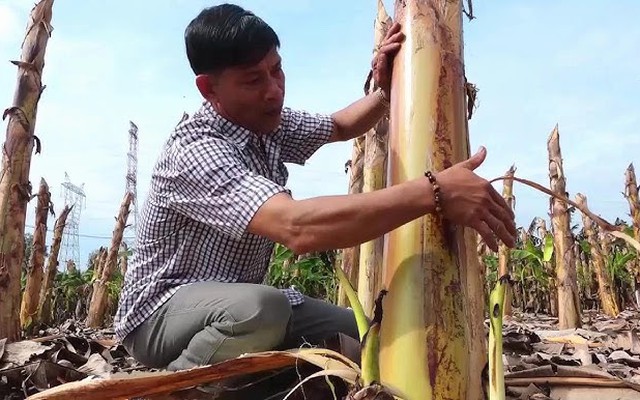 Ít ai ngờ thân cây bị vứt bỏ sau thu hoạch lại kiếm hơn nửa tỷ/tháng cho nông dân Đồng Nai