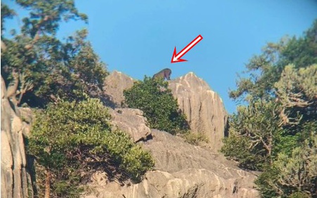 Kiểm lâm bất ngờ phát hiện loài vật cổ xưa trên sườn núi, người dân không khỏi xôn xao