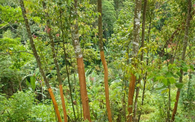 'Khai xuân' thu về 500 tỷ đồng, loại sản vật này của Việt Nam đang được Ấn Độ liên tục chốt đơn - Yên Bái, Thanh Hoá, Nghệ An trồng nhiều nhất    