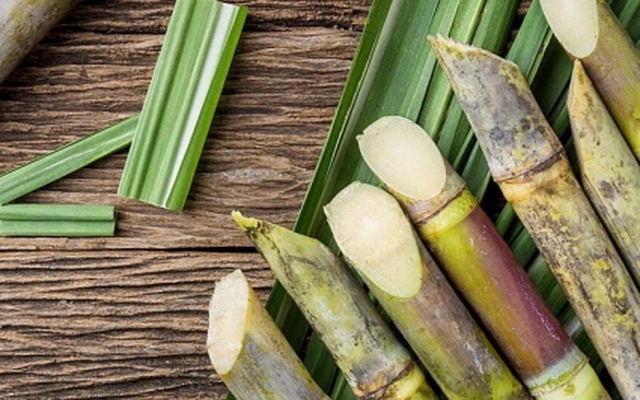 Loại cây Việt bổ ngang nhân sâm, mùa nào cũng có, một cây cả nhà ăn không hết