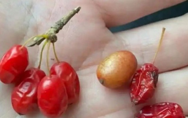 Quả dại bỗng hóa “vàng đỏ”, phơi khô bán là nhẹ nhàng thu tiền đầy tay