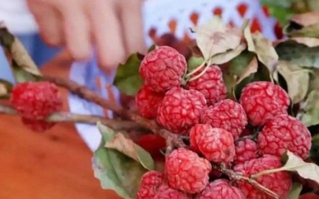 “Quả vải đột biến” có giá đắt đỏ ở nước ngoài, hóa ra là quả dại ở Việt Nam mọc nhan nhản