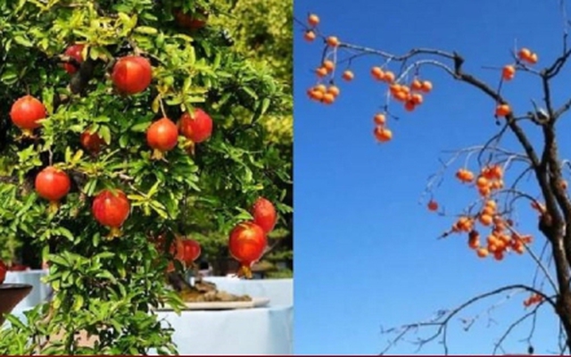 Vì sao 'phía đông trồng lựu hốt vàng, phía tây trồng hồng hốt bạc'?