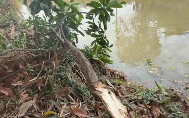 Người đàn ông 37 tuổi gặp nạn tử vong trong khi hái xoài