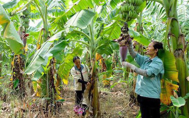 Loại cây giúp người Hà Nội kiếm tiền tỷ, Trung, Nhật liên tục chốt đơn: Từ thân đến lá đều dùng được hết