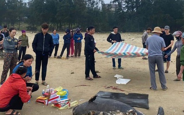 Phát hiện xác cá voi dạt vào bờ biển Hà Tĩnh