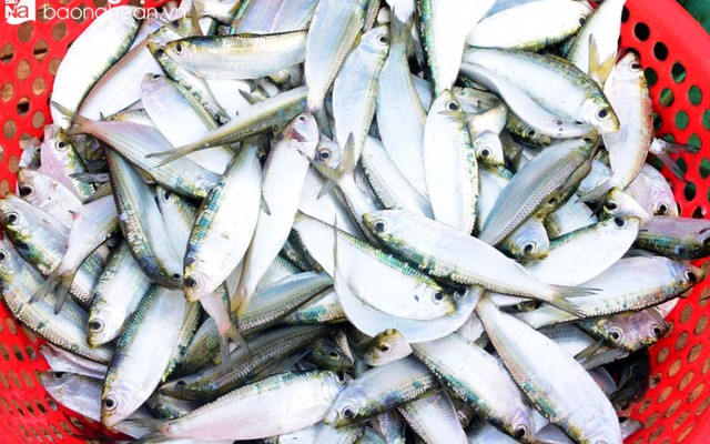 Chuyên gia Mỹ xướng tên 3 loại cá tốt nhất thế giới, ‘bổ của bổ’: Việt Nam chẳng thiếu con nào