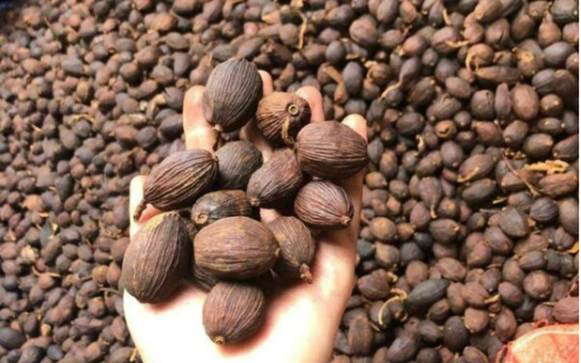 Việt Nam có 1 loại quả phơi khô là “thuốc trường thọ”: Giàu sắt gấp 5 lần thịt bò, bổ máu, dưỡng gan và xương cực hiệu quả