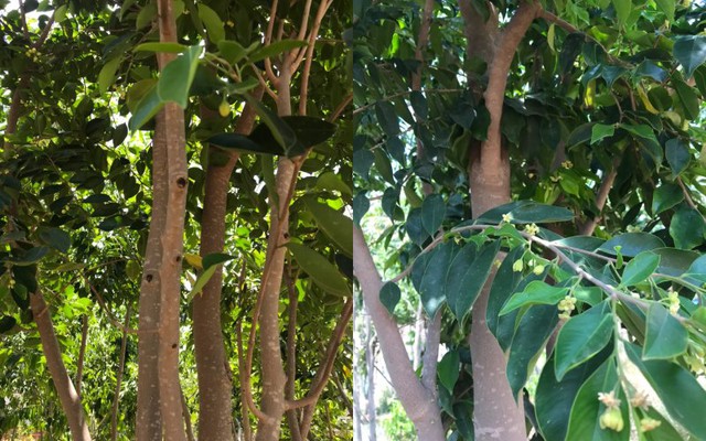 Loại cây Trung Quốc được trồng tại Việt Nam, có cực nhiều công dụng, chẳng trách được ví như ‘vàng’