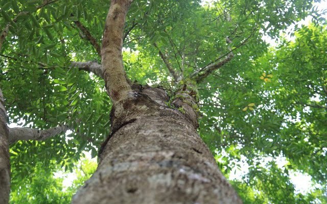 Việt Nam có loại gỗ quý cải thiện không khí: Trung Quốc săn ráo riết, 1 giọt tinh dầu đắt như "vàng ròng"