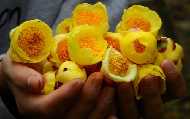 Việt Nam có 1 loại hoa được ví đắt đỏ như ‘vàng ròng’, là dược liệu hiếm nhiều người săn lùng