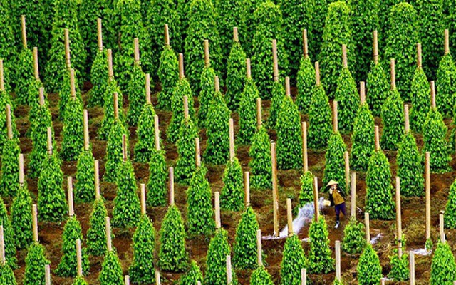 Chủ tịch DN xuất khẩu hạt tiêu lớn nhất vào Mỹ hỏi 'nếu không mua hạt tiêu của Việt Nam thì mua của nước nào' - đây là câu trả lời