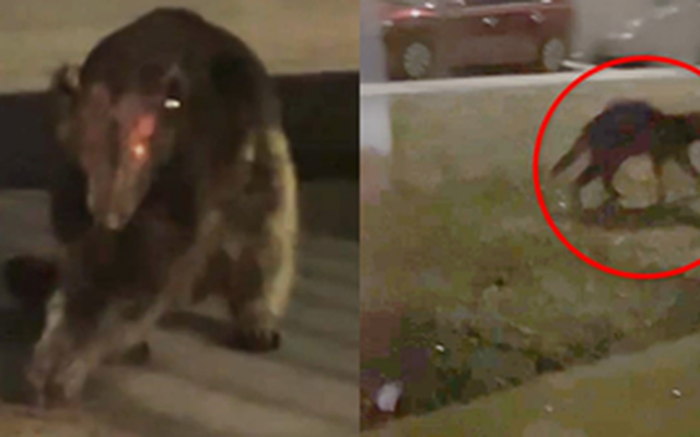 Cảnh tượng kinh hoàng: "Chupacabra" - kẻ hút máu dê xuất hiện khu dân cư và sự thật khiến tất cả hoài nghi