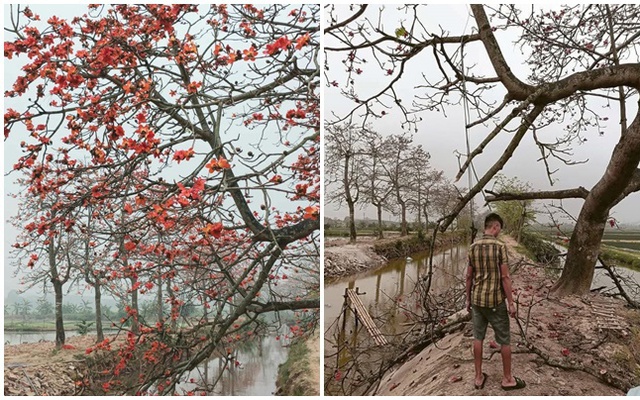 Sau "phốt" thu tiền chụp ảnh, cây gạo đang nở đẹp ở Hà Nam bị chặt: Danh tính người gây chuyện