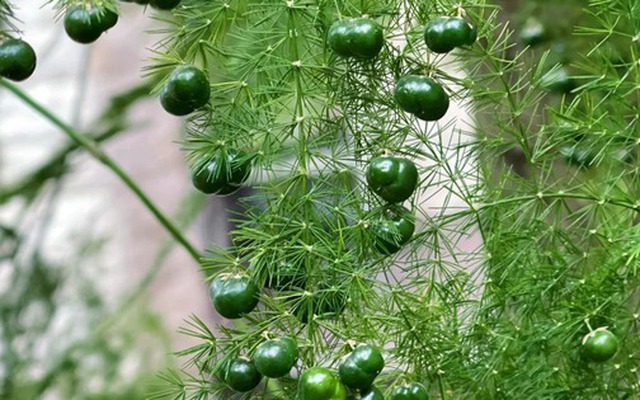 Loài cây giá vài chục nghìn này được người xưa rất chuộng: Trồng trong nhà không chỉ thanh lọc không khí mà còn hút tài lộc, vượng công danh