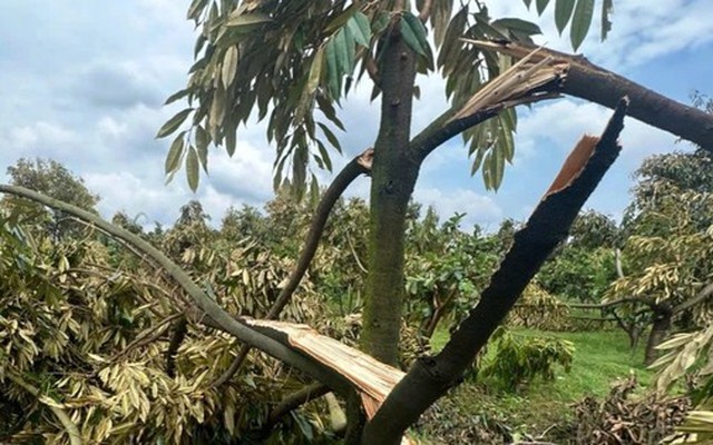 Hàng trăm gốc 'cây tỷ đô' gãy đổ do mưa đá, lốc xoáy