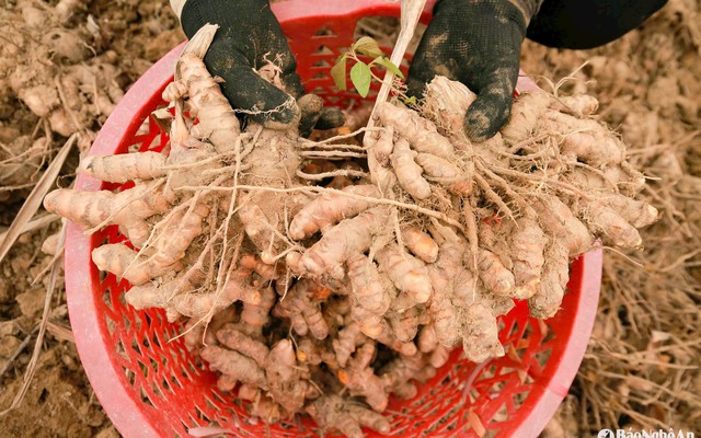 Loại củ lọt top chống viêm tốt nhất thế giới: Việt Nam trữ lượng dồi dào, diện tích trồng lớn bậc nhất