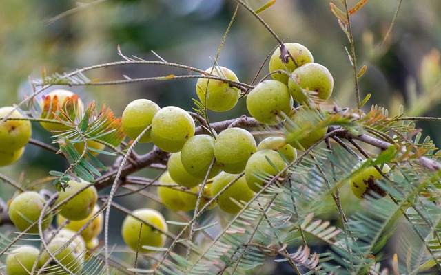 Việt Nam có 1 loại quả dại chống rụng tóc hiệu quả: Ăn vào bổ gan, phòng được cả ung thư